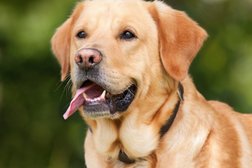 Köpek Eğitimi - Köpek Eğitim Merkezi - Köpek Eğitmeni - Köpek Eğitimi Fiyatları İstanbul